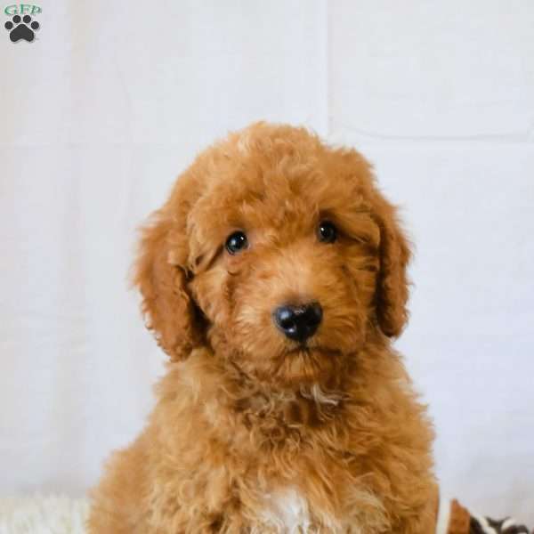 Biscut, Mini Goldendoodle Puppy